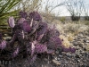 cacti