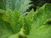 greenery