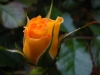 blossom