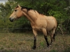 buckskin