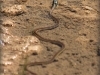 slither