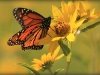 nectar