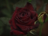 blood drops