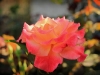 fire flower