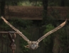 swoop
