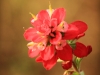 paintbrush