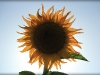 backlit